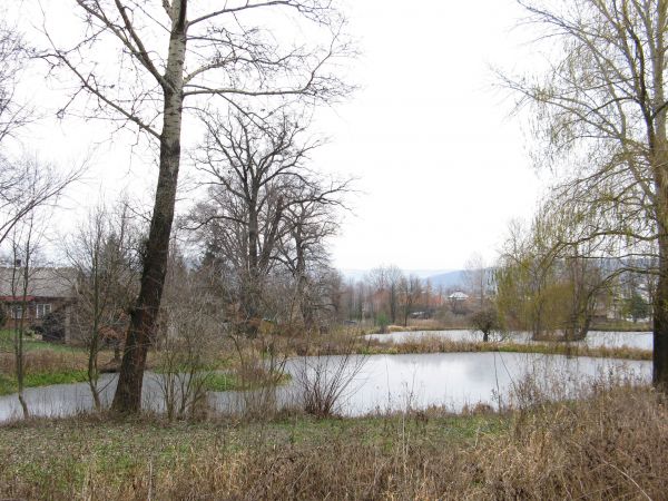 zachowane stawy dworskie, na nich widoczne wysepki - a po co one? - otóż np. kaczki tam gniazdowały a żeby im lis nie wyjadł jaj lub piskląt to z wysp tych korz