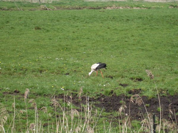 Bocian na śniadaniu.