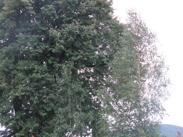 ładnie położona jest kapliczka po lewej drogi do Grabówki a otoczenie wiekowych drzew powagę i urokliwość potęgują.