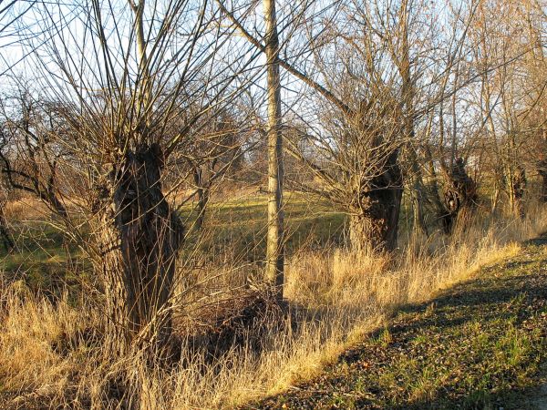 Wierzby rosochate ...