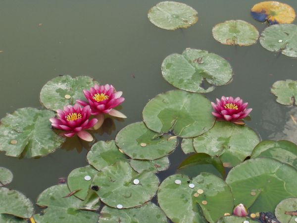 Lilie wodne - Licheń