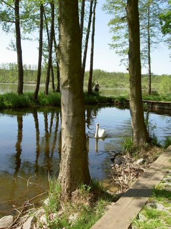 Łabądz przy jeziorze wolsztyńskim