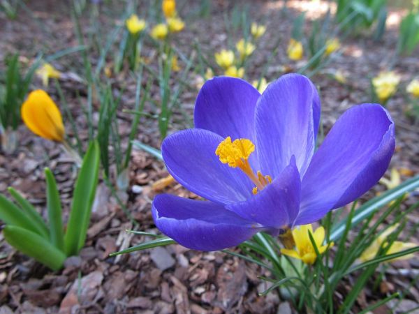 zdjecie Pietrzykowice