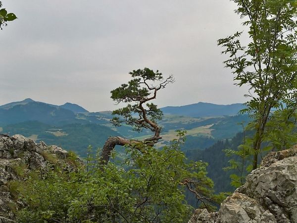 Słynna sosna na Sokolicy , inne spojrzenie.