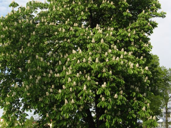Kasztanowiec na placu przed Estede Centrum Kultury, Gniezno.