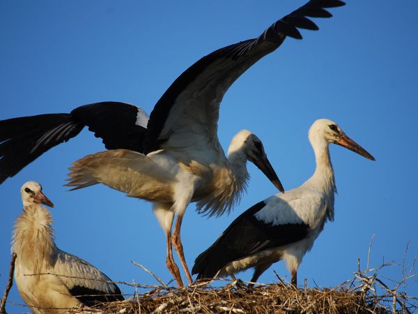Zdjecia bocianów Droblin