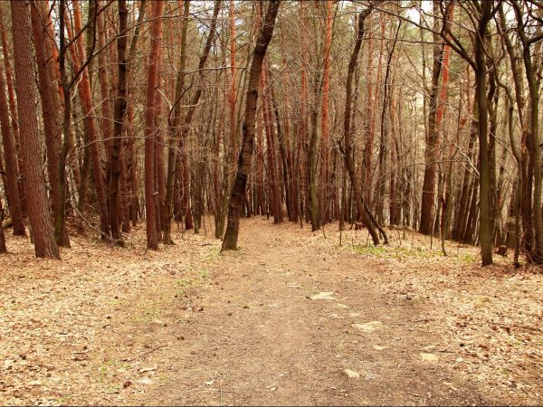 Drewniana cerkiew p.w. Wniebowstąpienia Pańskiego z 1659 r., usytuowana na wzgórzu Dębnik - Dubnyk (344 m n.p.m.), wznoszącym się ponad doliną Sanu. Droga na gó