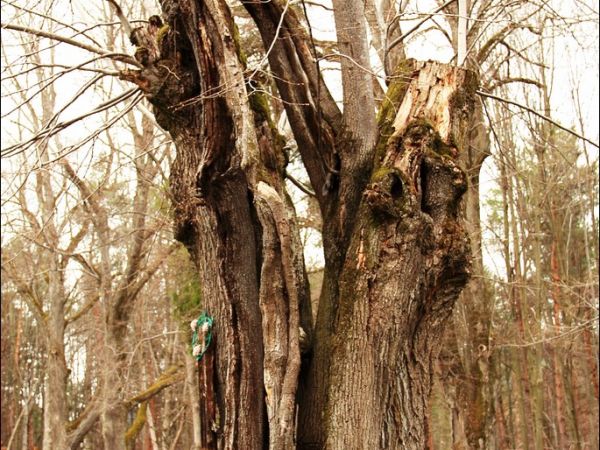 Drewniana cerkiew p.w. Wniebowstąpienia Pańskiego z 1659 r., usytuowana na wzgórzu Dębnik - Dubnyk (344 m n.p.m.), wznoszącym się ponad doliną Sanu.