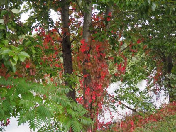 trzmielina pospolita - tu prezentuje się w linii brzegowej Osławy.