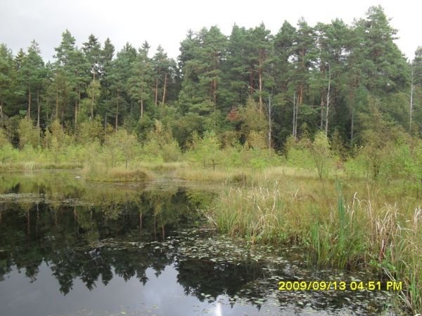 Staw z innego konta.