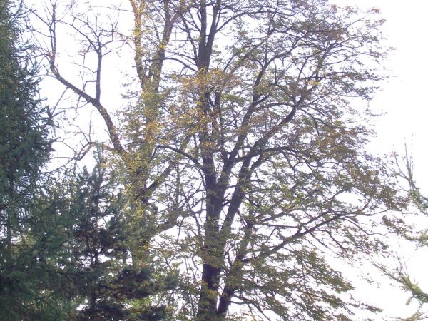 otulona cieniem starych drzew : kaplica pw. św. Dawida - uświetniająca  cmentarz choleryczny. Hen : przysiółek "Koszary" - tam, wg przekazów - stacjonowały ordy