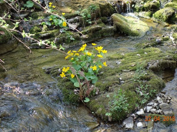Kaczeńce na Potoku Podlesianka. Dopływ Harbutówki.