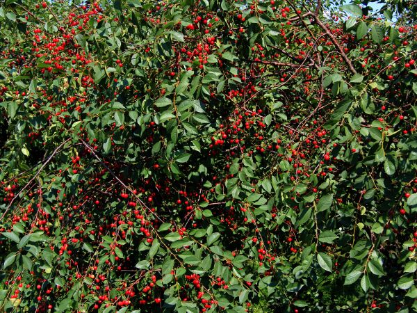 zdjecie Chrzczonowice