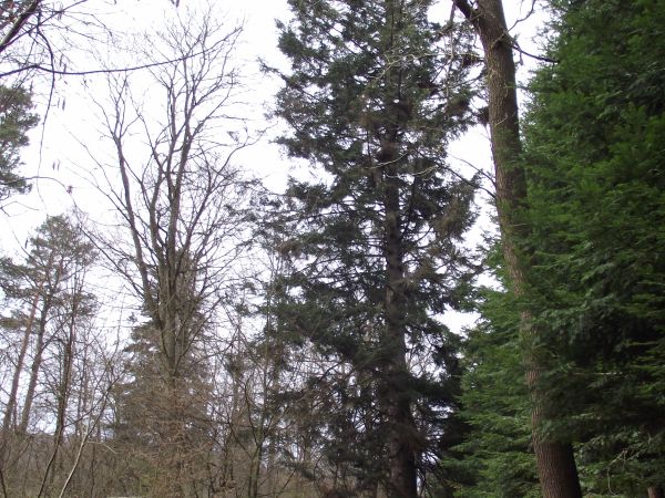 szlakiem spacerowym - przy ogrodzeniu rewiru Leśnictwa Kostryń.