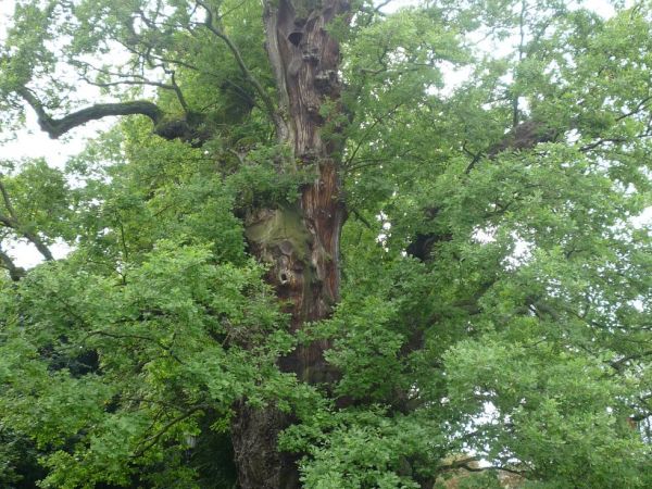 Kadyny. Dąb Bażyńskiego.