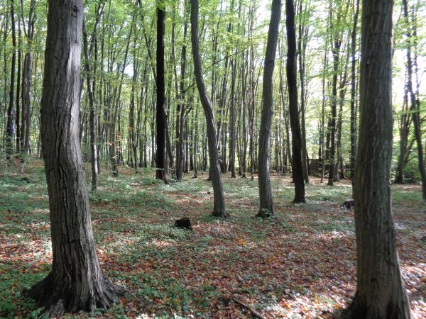 zdjecie Dominikowice