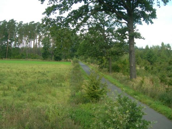 Droga do lasu - piękne miejsce na spacery, wycieczki rowerowe itp.