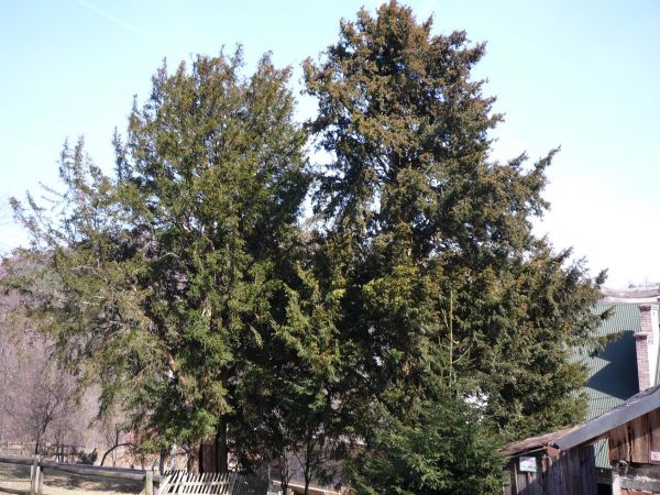 Cisy Raciborskiego. Chodników.