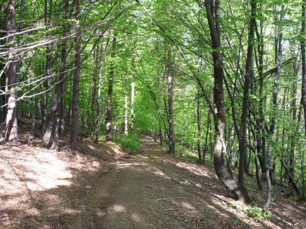 Ścieżka na szczyt Krowiej Góry