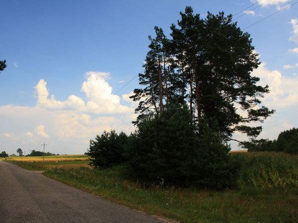 zdjecie Tyniewicze Duże