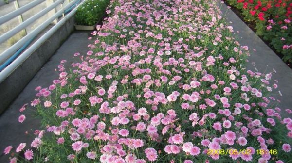 Leszno - centrum ogrodnicze