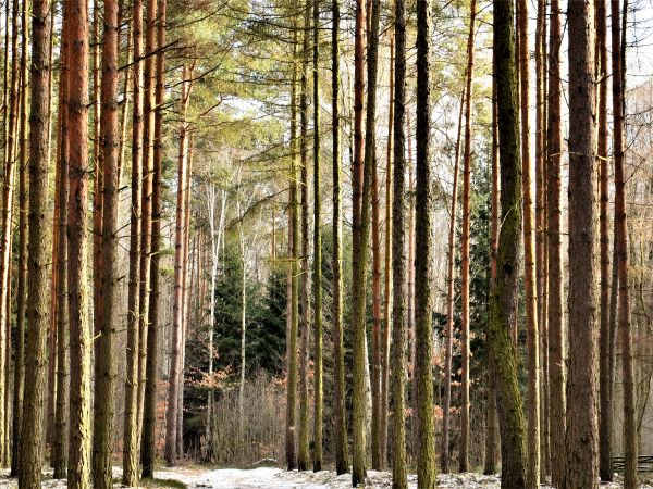 Zimowa droga na Półwysep Wężowy