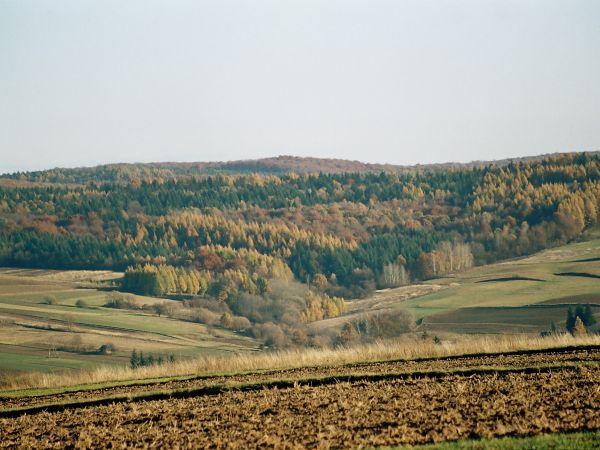 zdjecie Węgierka