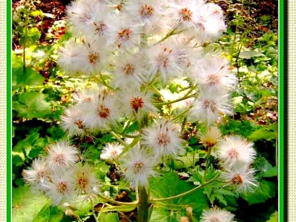 "STARZEC" na stoku Równicy