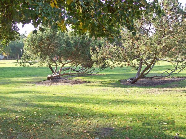 Widok zniekształconych drzew - wyglądają super