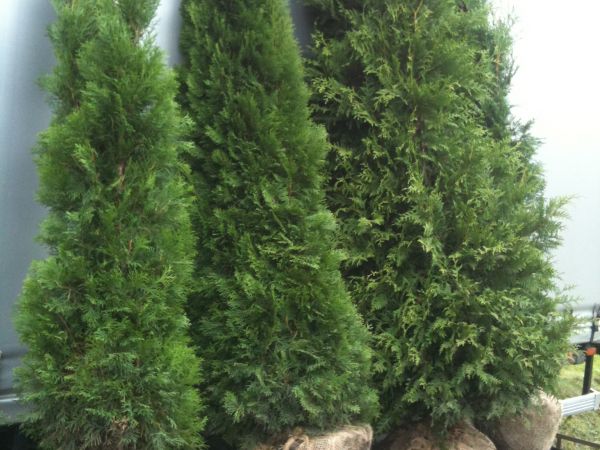 MAZURSKA SZKOLKA ROSLIN OZDOBNYCH W SADUNACH