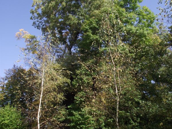 wjazd na teren parku i do budynku prowadzi obok a raczej między stawami, obszar ten - powierzchnia to 3,13 ha.