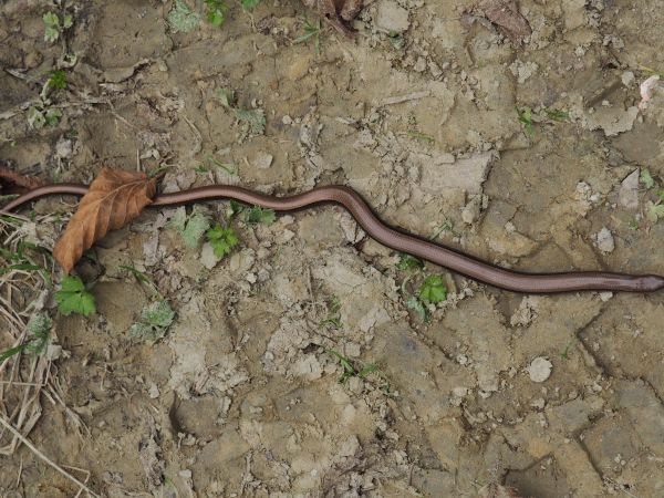 padalec - na drodze Szlaku Siedmiu Strumieni, podczas naszych wędrówek były też : żmija zygzakowata, zaskrońce, traszki, jaszczurki, salamandry oraz wiele żab i
