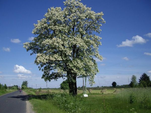 Drogowskaz do Osiecka