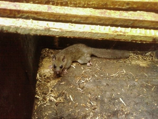 Zdjęcia Surmaczówka