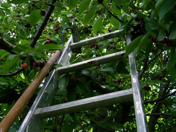 prawie koniec zborów Czereśni