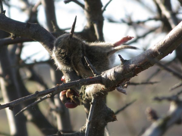 ... a czyja to spiżarnia? na bobrowisku - w krzakach, wyżej trochę - truchło "kruszeje", mysz polna to była względnie ryjówka, a może smużka leśna zwana też brz