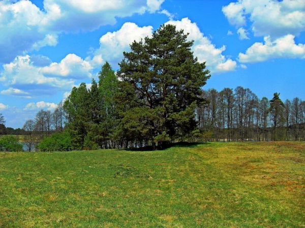 Dorodna karłowata sosenka nad brzegiem jeziora Smolnik w Smolniku
