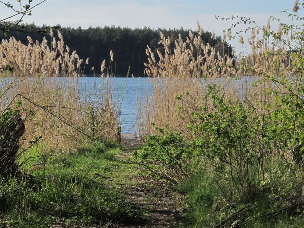 Trzcina nad brzegiem jeziora Wdzydze