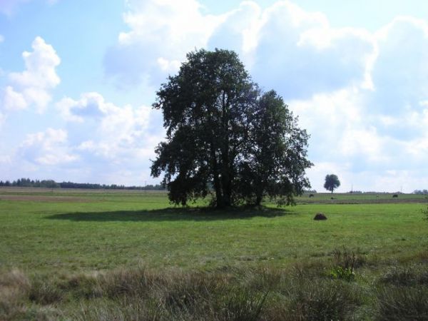 Samotne wśród pól