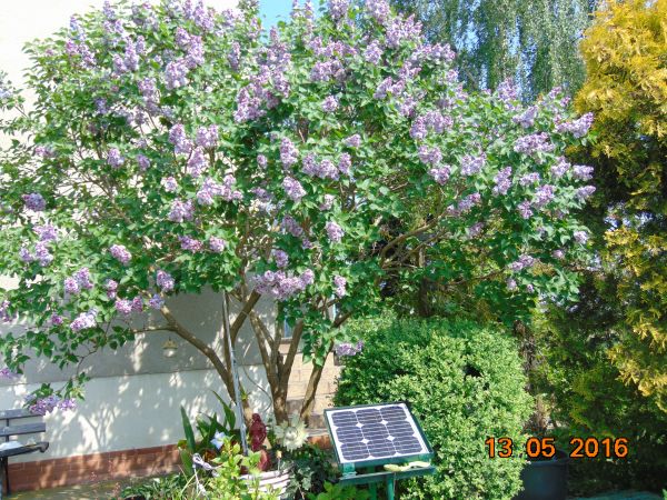 Kiedy znów zakwitną białe bzy ! Wprost nieopisana symfonia zapachu