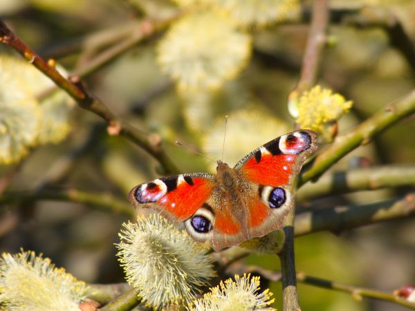 zdjecie Tyniewicze Duże