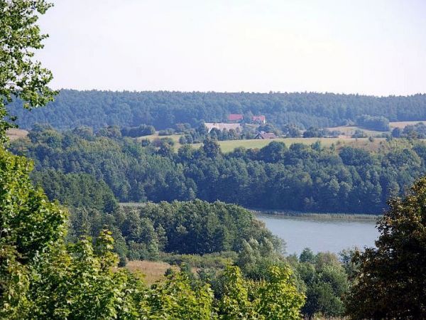 Fiałki - sierpień 2012