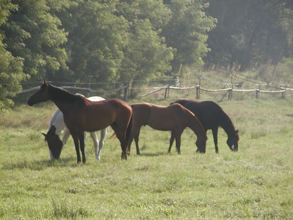 ...konie, dumne konie zasłuchane w szumy traw,  lekkie i swobodne jak na czystym niebie ptak...