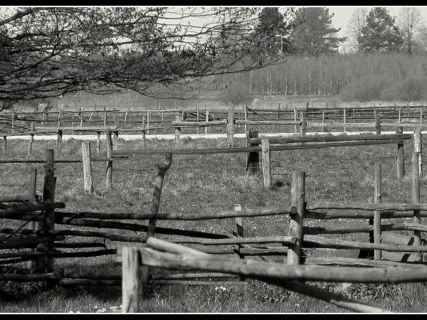 Ajeszcze nie tak dawno wyglądało to tak.Tyniewickie pastwiska 1998r.