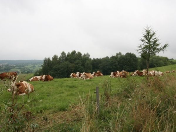 Bydło rasy Simentaler na pastwisku.