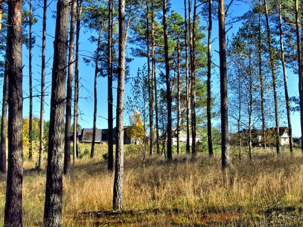 Las między Wałową a Wesołą