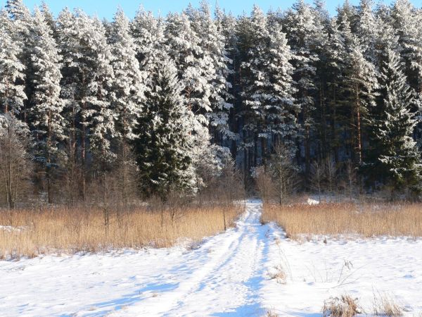 W części miejscowość otoczona jest lasem. Bardzo dużo dzikiej zwierzyny, która przychodzi z Wigierskiego Parku Narodowego.