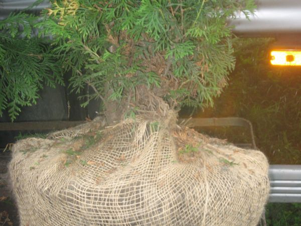 MAZURSKA SZKOLKA ROSLIN OZDOBNYCH W SADUNACH