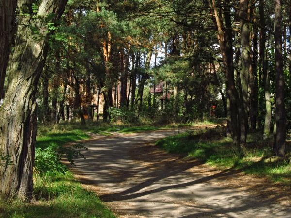 Ulica Okrężna w lesie