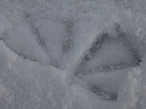 Wiecie kogo to ślady :)